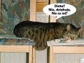Dieta, nie dziękuje