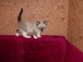 Kot snowshoe

Kot snowshoe (inna nazwa: Silver Laces) - amerykańska rasa krótkowłosych kotów o charakterystycznych białych skarpetkach (stąd nazwa), powstała z krzyżowania kotów amerykańskich krótkowłosych i syjamów. Rasa ta jest rzadko spotykana na wystawach, nawet w swojej ojczyźnie. Mimo tego rasa snowshoe została uznana przez wiele stowarzyszeń, szczególnie przez TICA.

Wygląd
Snowshoe łączą mocną budowę kotów amerykańskich krótkowłosych z wydłużonym ciałem syjamów. Także dzięki tym drugim, snowshoe są rasą z oznakami, ale, podobnie jak koty birmańskie, mają białe łapki. Dozwolony jest każdy kolor oznak, oczy są niebieskie. Budową ciała przypominają koty syjamskie starego typu.

Charakter
Koty snowshoe są żywe, inteligentne i przyjacielskie, przywiązują się do swojego właściciela.