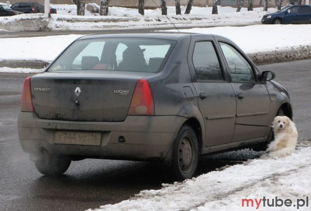 Powinni za lewe jajo przywiazać do latarni a za prawe do samochodu...