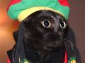 rasta kot