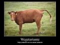 Wegetarianie