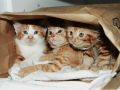Koty w torbie