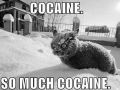 Cocaine Cat