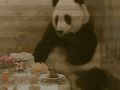 Zamurowana Panda